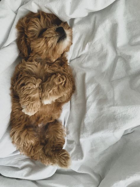 Mini Poodle Aesthetic, Small Dog Aesthetic, Dream Puppy, Toy Poodle Puppy, Dog Mommy, Mini Poodles, Havanese Dogs, Fluffy Animals, Cute Creatures