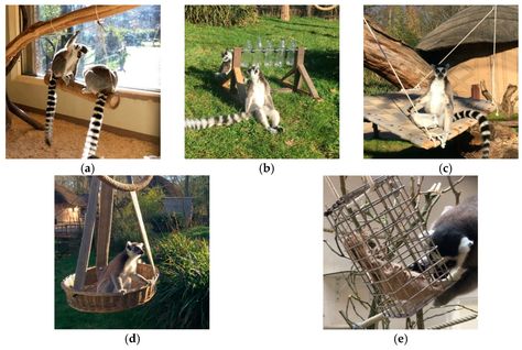 JZBG | Free Full-Text | Effects of Enclosure and Environmental Enrichment on the Behaviour of Ring-Tailed Lemurs (Lemur catta) | HTML Lemur Enrichment Ideas, Lemur Enrichment, Monkey Enrichment, Primate Enrichment, Common Marmoset, Zoo Enrichment, Enrichment Projects, Animal Enrichment, Outdoor Enclosure