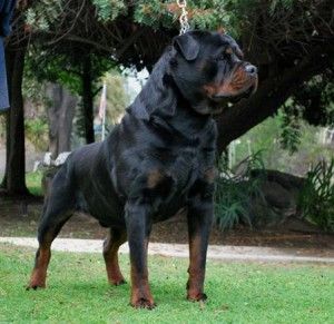 von ruelmann rottweilers-rottweiler puppies for sale in california German Rottweiler Puppies, Ahal Teke, Rottweiler Breeders, German Rottweiler, Rottweiler Puppies For Sale, Rottweiler Love, Rottweiler Lovers, Rottweiler Puppies, Rottweiler Dog