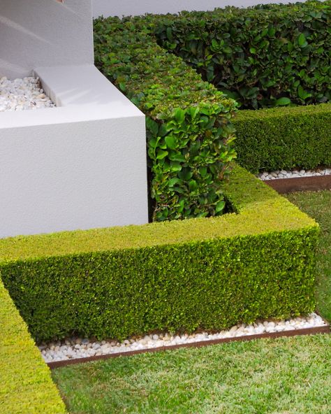 Hedges Along Driveway, Japanese Buxus, Landscape Walkways, Buxus Hedge, Green Parking, Front Garden Ideas Driveway, Hedge Garden, Aesthetic Effect, Garden Ideas Driveway