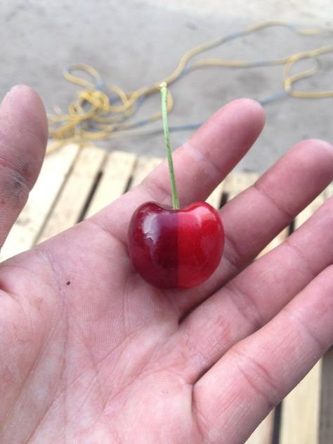 A Perfect Two Toned Cherry Perfect Things Satisfying, Satisfying Photos, Different Types Of Bread, Satisfying Pictures, Perfect Things, Types Of Bread, Most Satisfying, Weird Stuff, Oddly Satisfying