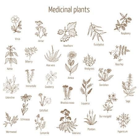 123RF - Millions of Creative Stock Photos, Vectors, Videos and Music Files For Your Inspiration and Projects. Spices Vector, Thistle Plant, Palm Tree Vector, Herbs For Hair, Essential Oil Labels, Sparkler Candles, Medical Herbs, Globe Icon, Plant Vector