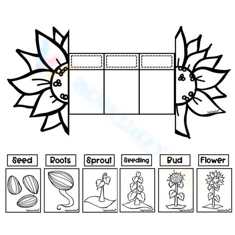 Life Cycle Worksheet, Sunflower Life Cycle, Life Cycle Craft, Science Knowledge, Cut And Paste, Life Cycle, Life Cycles, Sunflower, Cycling