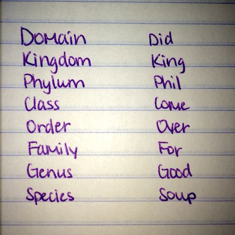 This photo is an example of a mnemonic device. The type of device used is rhyme. This particular example helps us remember the order of taxonomy. Each word in the sentence, "Did King Phil come over for good soup?" begins with the same letter as the order of taxonomy, "Domain, kingdom, phylum, class, order, family, genus, species". When we remember the sentence we can match each word with the coordinating order of taxonomy. Kingdom Phylum Class Order Family Genus Species, Phylum Notes, Taxonomy Notes, Bacteria Shapes, Animal Biology, Praxis Test, Microbiology Study, Life Science Middle School, Learn Biology