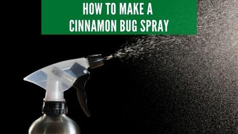 Several scents that appeal to most humans deter pests from going to a property. For instance, cinnamon may remind you of a warm, freshly baked apple pie or gooey sticky buns. However, you may question does cinnamon repel insects and roaches? Does Cinnamon Repel Insects? Certain insects are repulsed by cinnamon and will keep them… The post Does Cinnamon Repel Roaches? appeared first on Pest Ideas. Cinnamon Spray For Bugs, Cinnamon Bug Repellent, Roach Infestation How To Get Rid Of, Fly Repellant Diy, Get Rid Of Squirrels, How To Deter Mice, Roach Infestation, Pest Spray, Ninja Skills