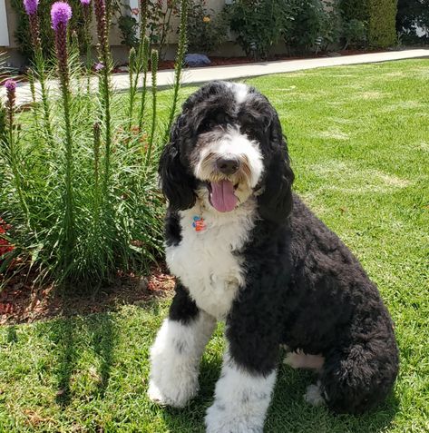 Mini Bernedoodle Haircut Styles, Face Trimmer, Dog Grooming Styles, Mini Bernedoodle, Puppy Coats, Bernedoodle Puppy, Puppy Cut, Dog Haircuts, Grooming Style