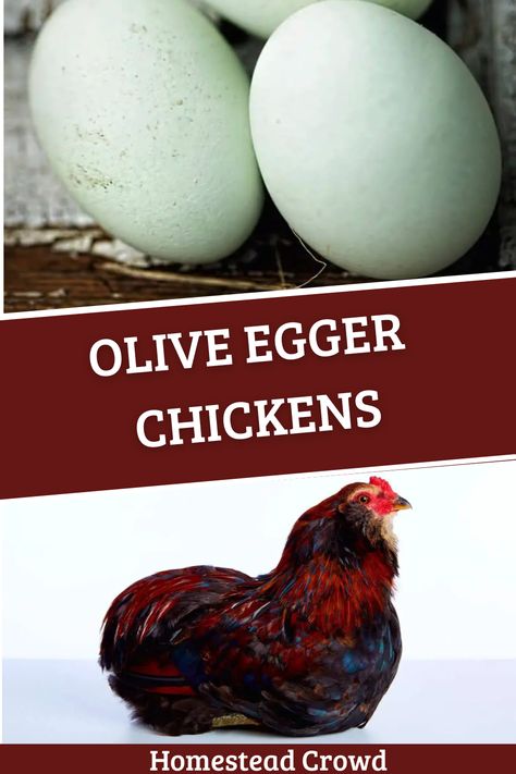 Learn about Olive Egger chickens, hybrids famed for their uniquely colored olive-green eggs. Find out how they're bred, their characteristics, and more. Olive Egger Eggs, Sapphire Olive Egger, Easter Egger Rooster, Olive Egger Rooster, Olive Egger Chicken, Colored Egg Layers Chicken Breeds, Olive Egger, Male Vs Female, Green Eggs