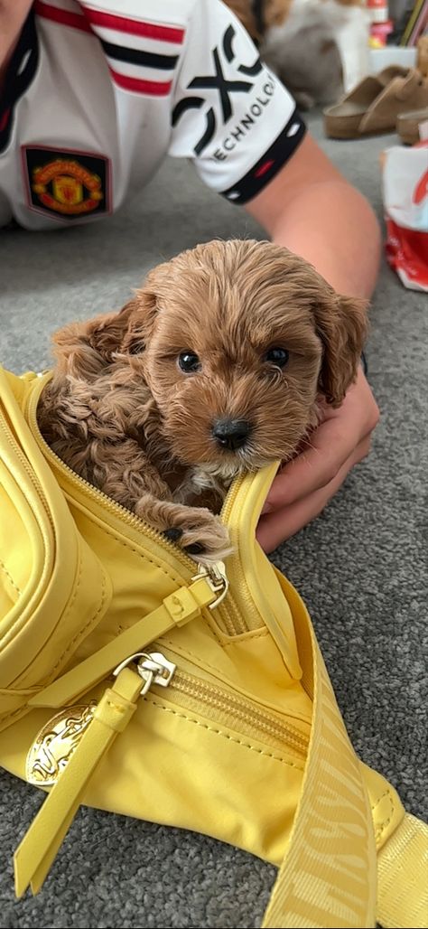 Toy cavoodle puppy Cavoodle Fully Grown, Chocolate Cavoodle, Cavoodle Puppy, Chocolate Toy Poodle, Toy Cavoodle, Chocolate Poodle Toy, Brown Curly Puppy, Adorable Puppies, Camera Roll