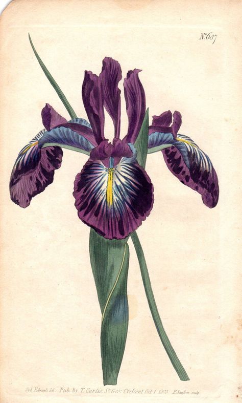 1803 Iris Pyrenean Flag Curtis Antique by AntiquePrintGallery Scientific Illustration Botanical, Elizabeth Blackwell, Illustration Botanical, Iris Art, Wellcome Collection, Antique Botanical Print, Vintage Botanical Prints, Scientific Illustration, Illustration Vintage