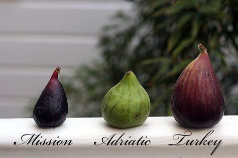 Luscious sweet figs are among the oldest cultivated fruits, prized for their honeyed flavor and soft, jammy texture. But did you know that figs are technically not fruits but inverted flowers, some of which are pollinated by wasps in an amazing symbiotic relationship? While fresh figs are available twice a year, each season is short. Here are some tips to help you savor them fully! Growing Fig Trees, Fig Varieties, Fig Trees, Fig Fruit, Fig Recipes, Forbidden Fruit, Types Of Fruit, Fresh Figs, Think Food