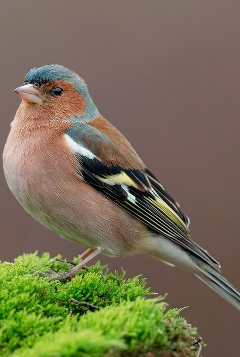 A beautiful chaffinch. Chaffinch Bird, Wild Birds Photography, Birds Of Paradise Plant, Birds Photography Nature, Chaffinch, British Birds, Finches, Nature Birds, Exotic Birds