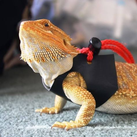 Image Bearded Dragon Harness, Bearded Dragon Diy, Bearded Dragon Cage, Chinese Water Dragon, Bearded Dragon Habitat, Bearded Dragon Diet, Baby Bearded Dragon, Bearded Dragon Cute, Bearded Dragon Care