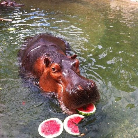 Nothing Says 'Fun In The Sun' Like Eating Watermelon! (24 Adorable Animals Pics) - I Can Has Cheezburger? Hippo Eating, Animal Eating, Toronto Zoo, Eating Watermelon, 90s Wallpaper, Android Wallpaper Art, Cute Hippo, African Wildlife, Parsnips