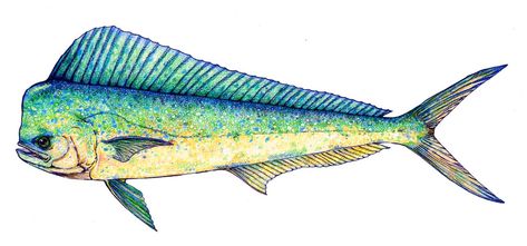 Scientific Illustration 414 by scientificartist on DeviantArt Fish Moodboard, Painting Of Fish, Mahi Mahi Fish, Tropical Fish Art, Pelagic Fish, Fish Monger, Mahi Fish, Pottery Coasters, Scientific Drawing