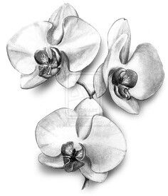 Orchidee Sketch Orchid Sketch, Orchid Flower Tattoos, Ako Kresliť, Orchid Drawing, Orchids Painting, Orchid Tattoo, Flower Sketches, Flower Tattoo Designs, White Orchids