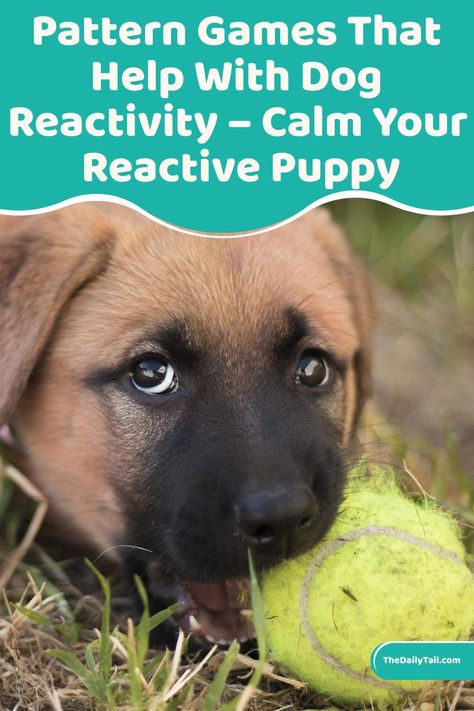 Pattern Games That Help With Dog Reactivity – Calm Your Reactive Puppy Pattern Game, Reactive Dog, Dog Games, Calm Dogs, Dog Obedience, Dog Training Obedience, Dog Barking, Brain Training, Dog Pattern