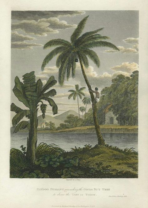 Colonial Illustration, Tropical Academia, Captains Cabin, Pirate Bathroom, Fc Goa, Palm Tree Art, British Colonial Style, Paint Photography, Latin American Art