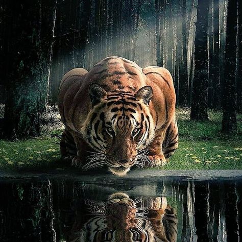 Nature’s Beasts 🐅 on Instagram: “Tiger having a drink. Enjoy 😉 ❤️Follow us for more amazing photos!❤️ Credit📸: unknown (DM for credit/removal) . . . . . . . . . . .…” Art Tigre, Marathi Calligraphy, Torso Tattoos, Tiger Artwork, Tiger Beat, Tiger Drawing, Tiger Wallpaper, Chara Design, Tiger Pictures