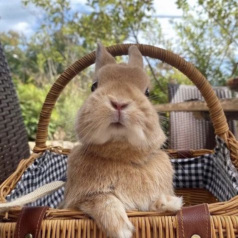 Spring Animals, Cottage Aesthetic, Cute Small Animals, Country Lifestyle, Bunny Pictures, Baby Bunnies, Country Home, Cute Little Animals, Cute Bunny