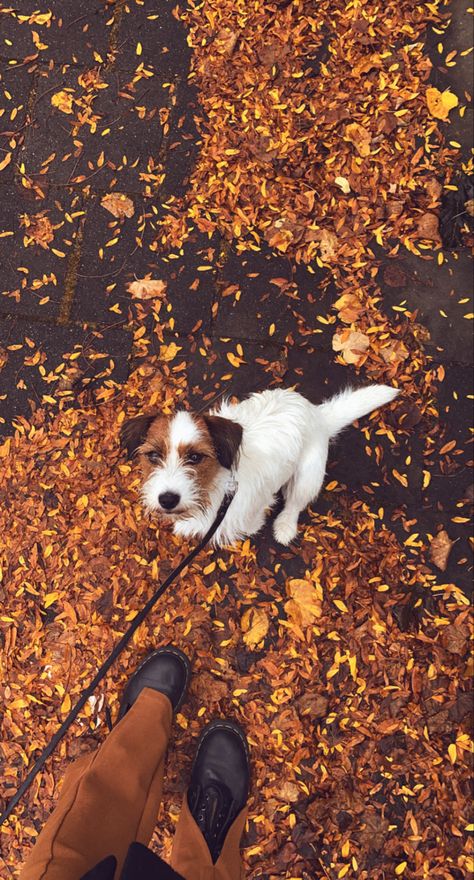 #autumn #autumnvibes #dogs #brown Fall Puppy, Dogs Brown, Photos Of Dogs, Autumn Dog, Fall Mood Board, Fall Mood, Dog Photograph, Pretty Dogs, Pretty Wallpaper Iphone