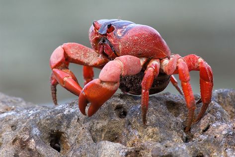 Christmas Island - Red Crab - Gecarcoidea natalis Christmas Island Crabs, Red Animals, Coconut Crab, Crab Art, Red Crab, Crab Shells, Sea Crab, Christmas Island, Red Pandas