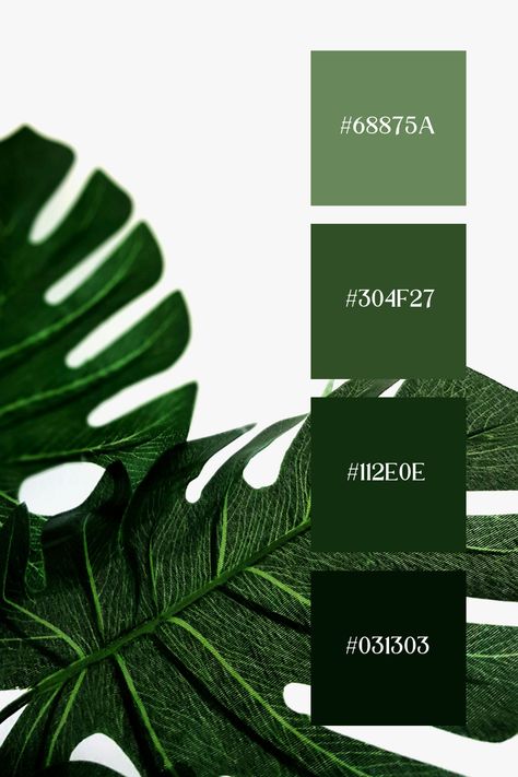 A close-up view of a dark green color palette hex code of monstera leaf with detailed veins and a white background, highlighting the leaf's intricate texture. Green Color Palette Hex Codes, Color Palette Hex Code, Dark Green Color Palette, Color Palette Hex Codes, Aesthetic Landscapes, Green Color Palette, Hex Color Palette, Dark Green Color, Green Colour Palette