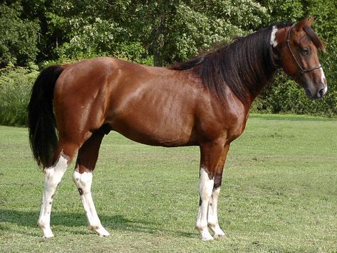 The Missouri Fox Trotter is considered a gaited horse, displaying a unique step that results in a smooth ride. They're ideal for all ages and skill levels. Trotting Horse, Horse Breeder, Horse Info, Walking Horse, American Saddlebred, Horseback Rider, American Quarter Horse, Horse Owner, Horse World