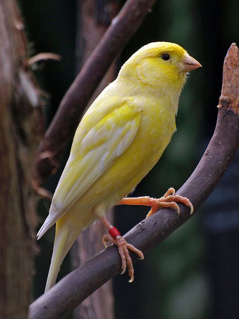 Yellow Canary 1 - Vancouver, Canada | Flickr - Photo Sharing! Yellow Canary, Canary Birds, Farsi Calligraphy, Parrot Cage, Serin, Image 3d, Parrot Toys, Kinds Of Birds, Finches