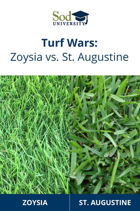 Sod University looks at the generic differences between zoysia and St. Augustine grasses and how they compare to one another. Grass Fed Beef Benefits, Beef Benefits, Zoysia Lawn, Zoysia Sod, Sod Grass, St Augustine Grass, Lawn Care Schedule, Backyard Plans, Zoysia Grass