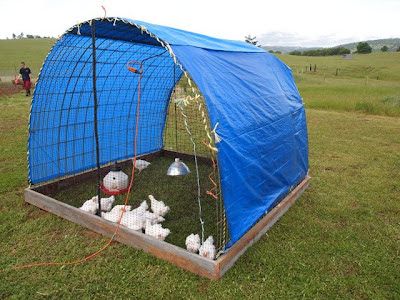 Livestock Shelter, Meat Birds, Raising Chicks, Pastor's Wife, Chicken Pen, Chicken Tractors, Tractor Idea, Chicken Tractor, Chicken Run