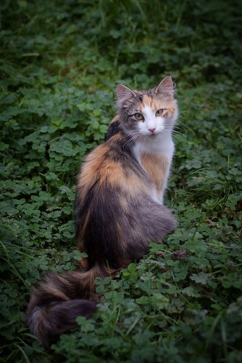 Gorgeous Cats, Cat Pose, Forest Cat, Norwegian Forest Cat, Pretty Animals, Airbrush Art, Cat Photography, Warrior Cat, Calico Cat