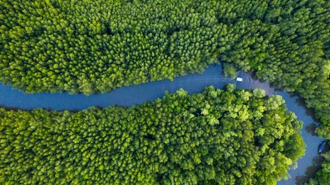 Aerial top view of boat on the river in ... | Premium Photo #Freepik #photo #background #tree #travel #water River Top View, River Background, Background Tree, Forest Conservation, Mangrove Swamp, River Forest, Cover Inspiration, Mangrove Forest, Foggy Forest