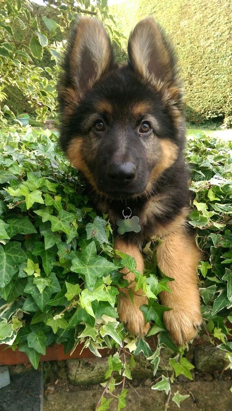 Cute Puppy German Shepherds, Germany Shepherd Puppy, German Shepherd Puppy, German Shepherd Puppies Training, Baby German Shepherds, Cute German Shepherd Puppies, German Sheperd Dogs, Australian Shepherds, Scary Dogs