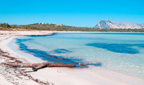 International Tourism, Famous Beaches, Sardinia Italy, Pine Forest, Beach Bars, Best Beaches, Turquoise Water, Crystal Clear Water, Sardinia