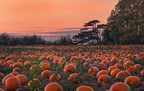 Fall Computer Backgrounds, Fall Desktop Backgrounds, Pumpkin Plants, Desktop Wallpaper Fall, Halloween Desktop Wallpaper, Pumpkin Field, Helloween Wallpaper, Planting Pumpkins, October Wallpaper