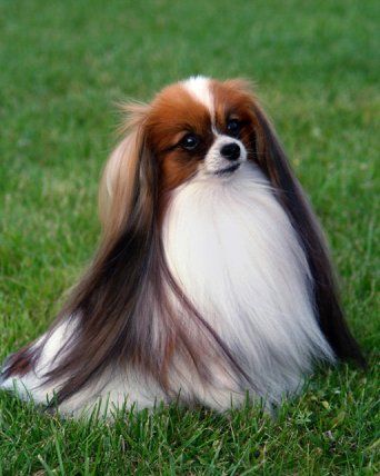 Phalene Dog, Papillon Dogs, Pomeranian Chihuahua Mix, Dog Haircut, Papillon Puppy, Toy Breeds, Beautiful Dog Breeds, Beach Cart, Long Haired Dogs