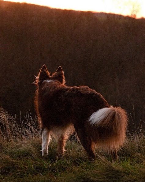 Border Collie Brown Border Collie, Red Border Collie, White Border Collie, Battle Field, Cheap Dogs, Labrador Retriever Puppies, Border Collie Dog, Yorkshire Terrier Puppies, Herding Dogs