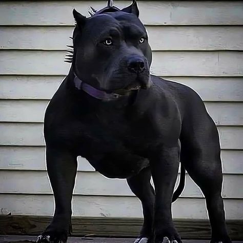 3,240 Me gusta, 25 comentarios - Pitbulls Kingdom 🐶 (@pitbullskingdom) en Instagram: "Wow! 🐶😍🖤 ➖ 📲Tag your friends who need to see this ➖ 🐶Follow @PitbullsKingdom for daily dog…" Pitbull Dog Breed, Black Pitbull, Bully Breeds Dogs, Bulldog Pics, American Pitbull, Bully Dog, Best Dog Breeds, Airedale Terrier, Pitbull Puppies