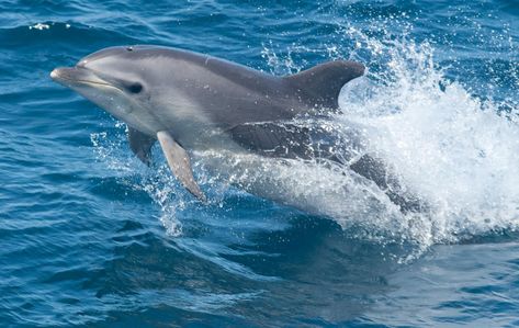 Dolphin-disease outbreak shows how to account for the unknown when tracking epidemics Common Bottlenose Dolphin, Swimming With Dolphins, Emotional Freedom Technique (eft), Bottlenose Dolphin, Emotional Freedom Technique, Emotional Freedom, Oceans Of The World, Marine Mammals, Humpback Whale