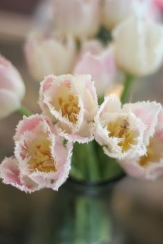 White and blush fringed tulips Fringed Tulips, South Carolina Wedding, Starting A Garden, Flower Names, Pink Sunset, Southern Weddings, Clean Hair, Spray Roses, English Roses