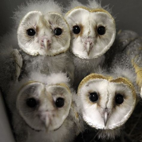 Barn owl chicks at Amneville zoo, France.  Picture:... Baby Barn Owl, Barn Owls, Owl Photos, Hoot Owl, Beautiful Owl, Owl Bird, Pictures Of The Week, Baby Owls, Beloved Dog