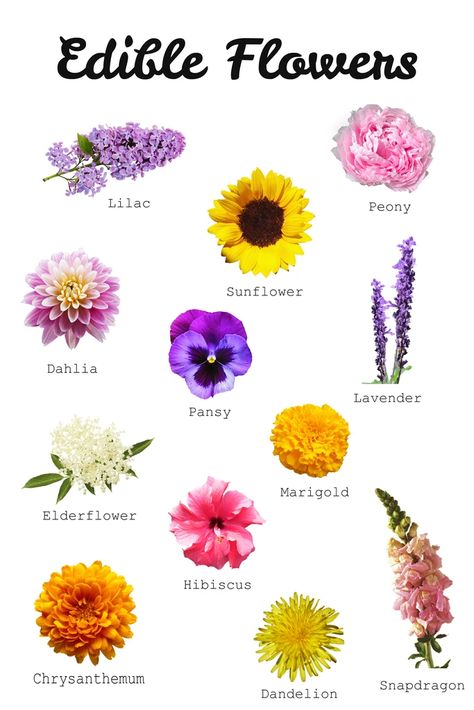 Your Guide To Edible Flowers - Southern Sisters Home Flowers Recipes, Edible Flowers Recipes, Wild Edibles, Flower Food, Pergola Patio, Wild Food, Wild Plants, Tea Garden, Edible Plants