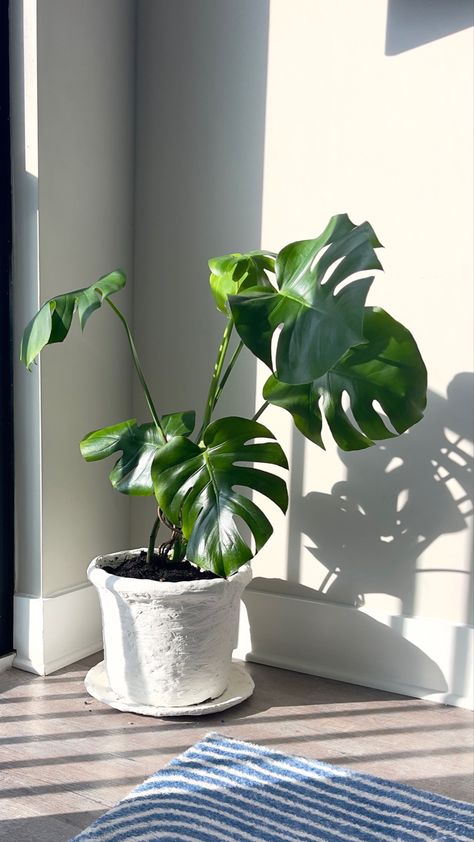 Clay Plant Pots, Minimalist Apartment Style, Potted Houseplants, Clay Flower Pots, Clay Pot Crafts, White Clay, Clay Pots, Diy Clay, Minimalist Home