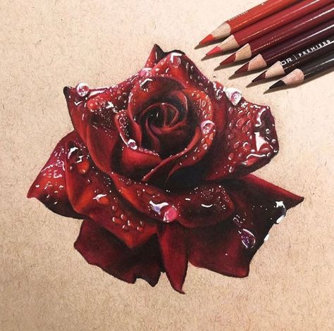 Beautiful Rose Drawing, Colored Pencil Artwork Ideas, Colored Pencil Art Projects, Cupcake Drawing, Rose Sketch, Reference Photos For Artists, Prismacolor Art, Realistic Drawing, Colored Pencil Artwork