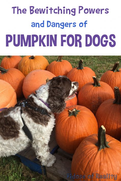 The Bewitching Powers and Dangers of Pumpkin for Dogs Pumpkin For Dogs, Can Dogs Eat Pumpkin, Dog Pumpkin, Blog Websites, Pumpkin Dog Treats, Pet Projects, Mom Fall, Dog Health Tips, Diy Dog Treats