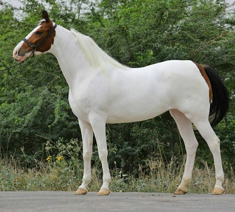 Mahogany Bay Horse, Bay Tobiano Horse, Tobiano Warmblood, Tobiano Horse, Bay Max, Horse Poses, Horses Photography, Mare Horse, Horse Markings