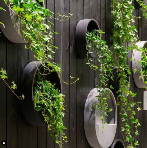 Hanging Wall Planter / Concrete Outdoor Indoor Herb Garden / - Etsy Canada Shop Pottery, Hanging Planter Boxes, Fence Planters, Hanging Wall Planters, Pottery Pots, Planta Artificial, Indoor Herb Garden, Low Maintenance Garden, Herbs Indoors