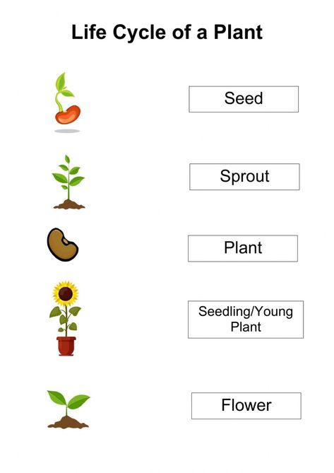 Life Cycle Of Flowering Plants Worksheet, Life Cycle Of A Flowering Plant, Plant Life Cycle Worksheet Preschool, Life Cycle Of A Plant Worksheet, Plant Life Cycle Project, Plants Life Cycle, Plant Worksheet, Plant Cycle, Life Cycle Of Plants