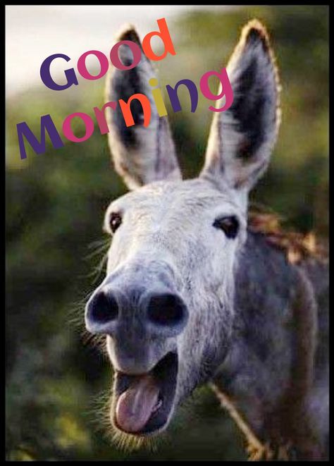 Donkey Funny, Good Morning Animals, Good Morning Thursday, Good Morning My Friend, Good Morning Funny Pictures, Beautiful Morning Quotes, Happy Morning Quotes, Good Morning Inspiration, Funny Good Morning Quotes