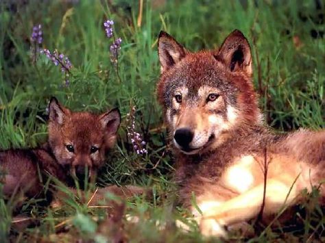 Baby Wolves, Wolf Tail, Wolf Husky, Wolf Pup, Wolf Photos, Wolf Love, Red Wolf, Wild Wolf, Wolf Pictures